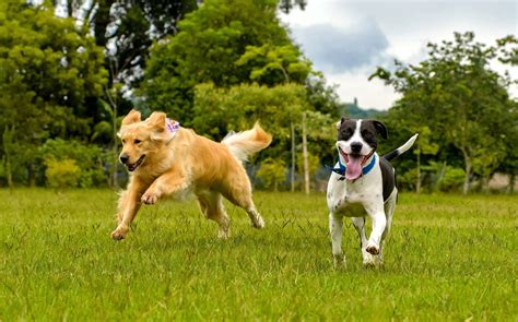 Evde Köpek Eğitimi: Temel Komutlar ve Davranış Sorunlarına Çözümler