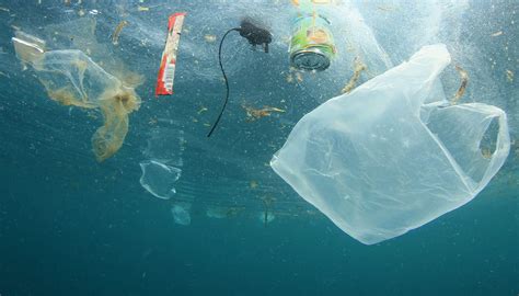 Okyanus Kirliliği ve Deniz Canlıları: Denizlerdeki Plastik Atıkların Ekosistemi Nasıl Etkilediği